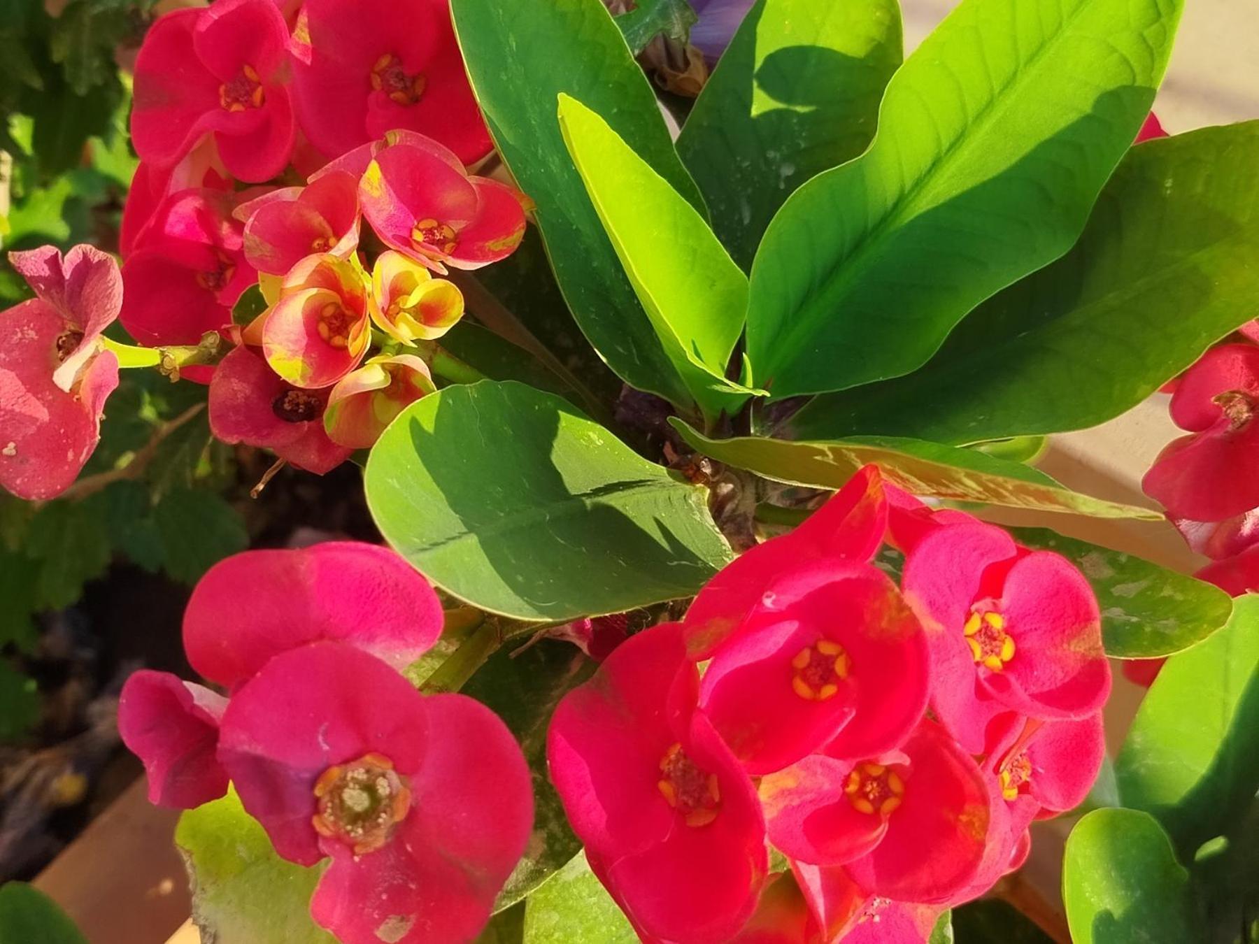 Profumo Di Mare 1 Villa Alcamo Marina Dış mekan fotoğraf